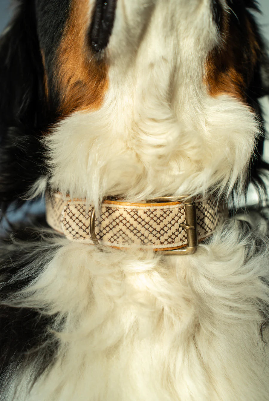 Tucker Embroidered Dog Collar L