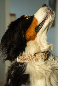 Tucker Embroidered Dog Collar L